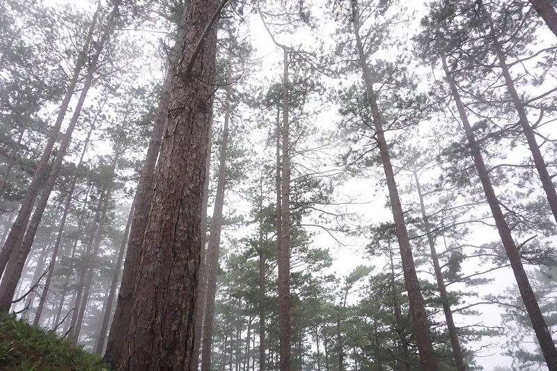 huong-dan-trekking-ta-nang-phan-dung (6)