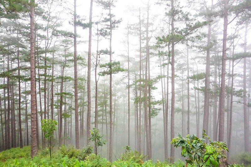huong-dan-trekking-ta-nang-phan-dung (7)