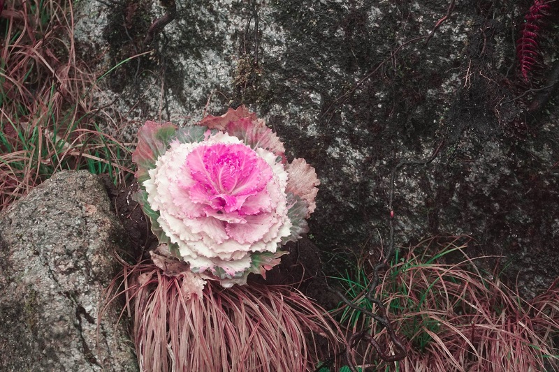 dang-ky-leo-fansipan (3)