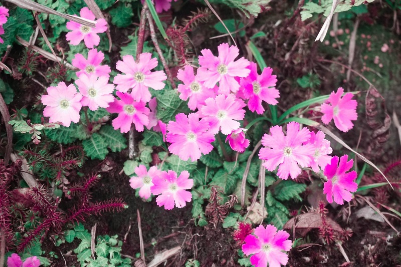 kinh-nghiem-chinh-phuc-fansipan (6)