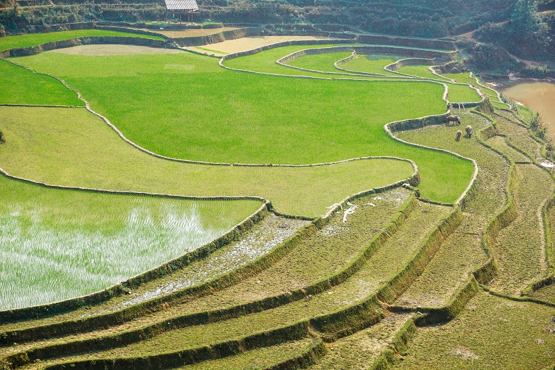 kinh-nghiem-du-lich-mu-cang-chai (16)