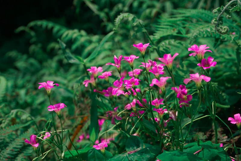 kinh-nghiem-du-lich-tam-dao-2-ngay-1-dem (1)