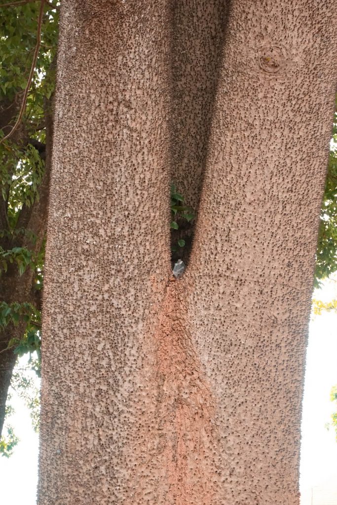 kinh-nghiem-du-lich-quang-tri (18)