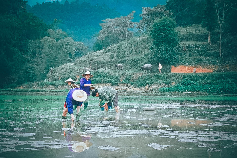 Bà con ở Xín Mần cấy lúa