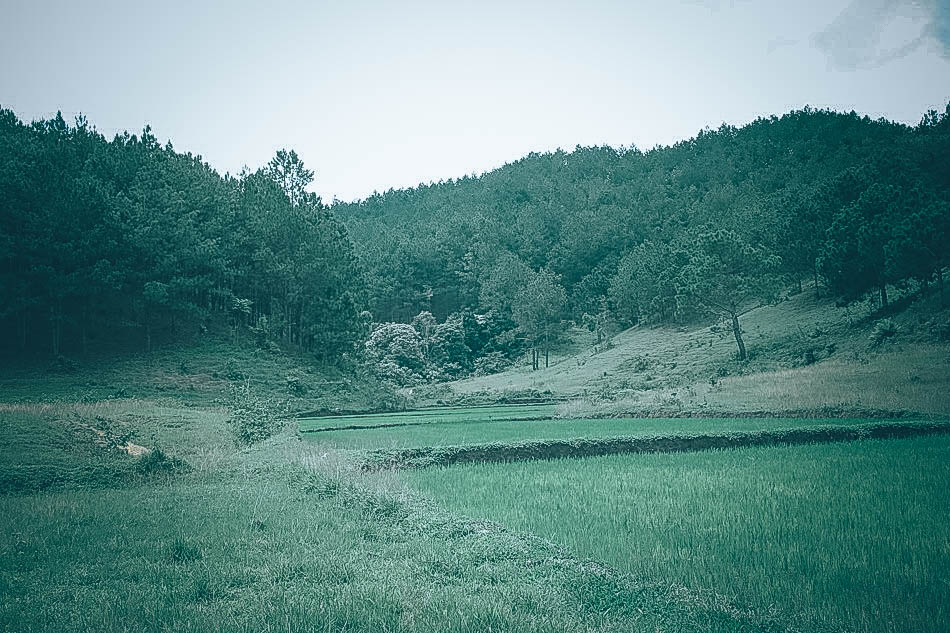 Lúa ở tà năng