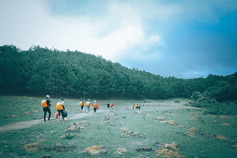 Băng qua rừng thông