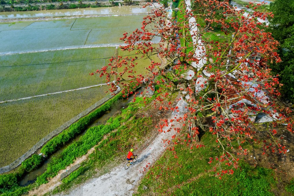Bước qua mùa hoa gạo (ảnh Diêm Đăng Dũng)