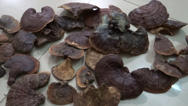 nấm linh chi giúp cứu chữa nhiều căn bệnh