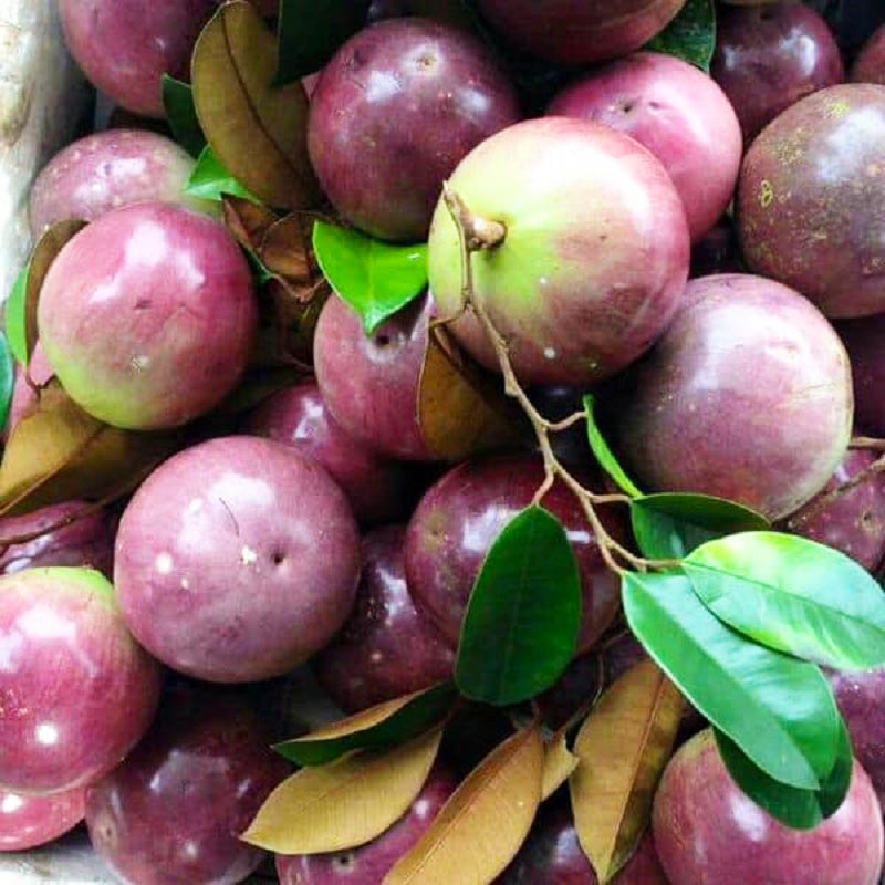 Vú sữa Lò Rèn Tiền Giang