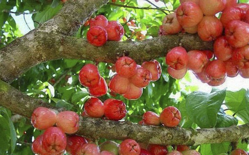 Mận Trung Lương Tiền Giang