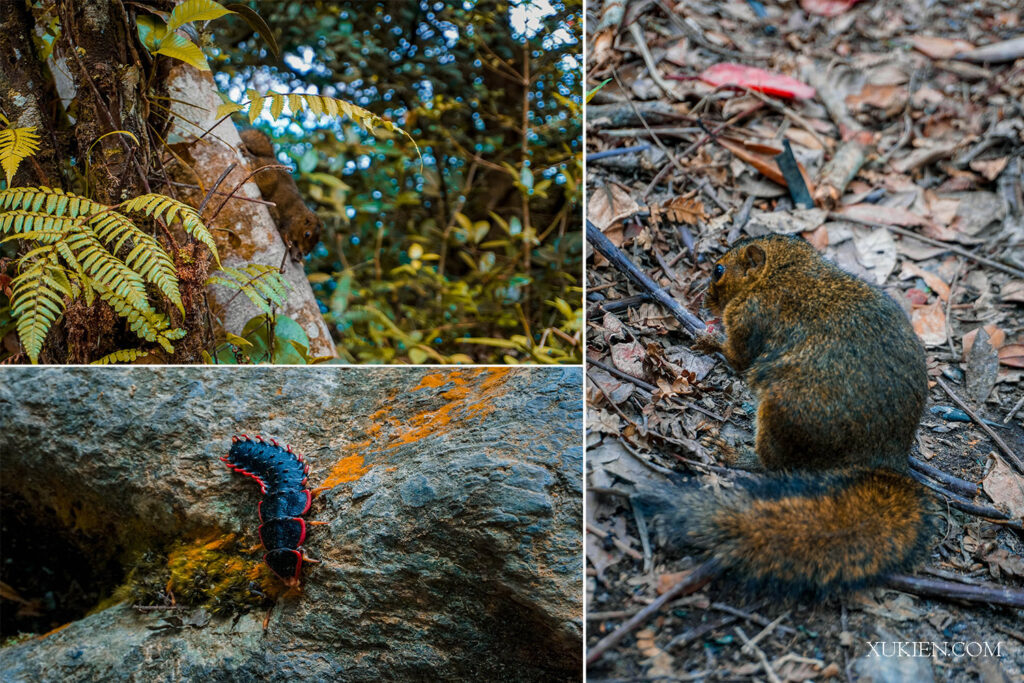 kinh nghiệm leo núi kinabalu