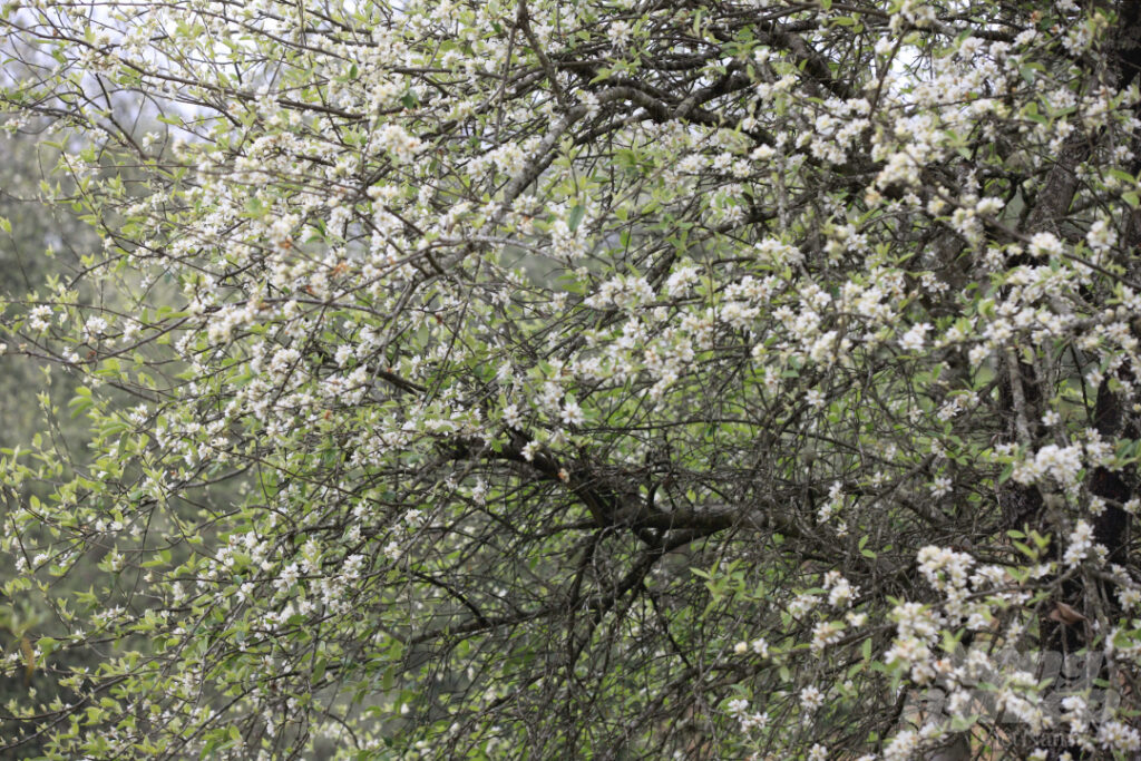 mùa hoa ở măng đen