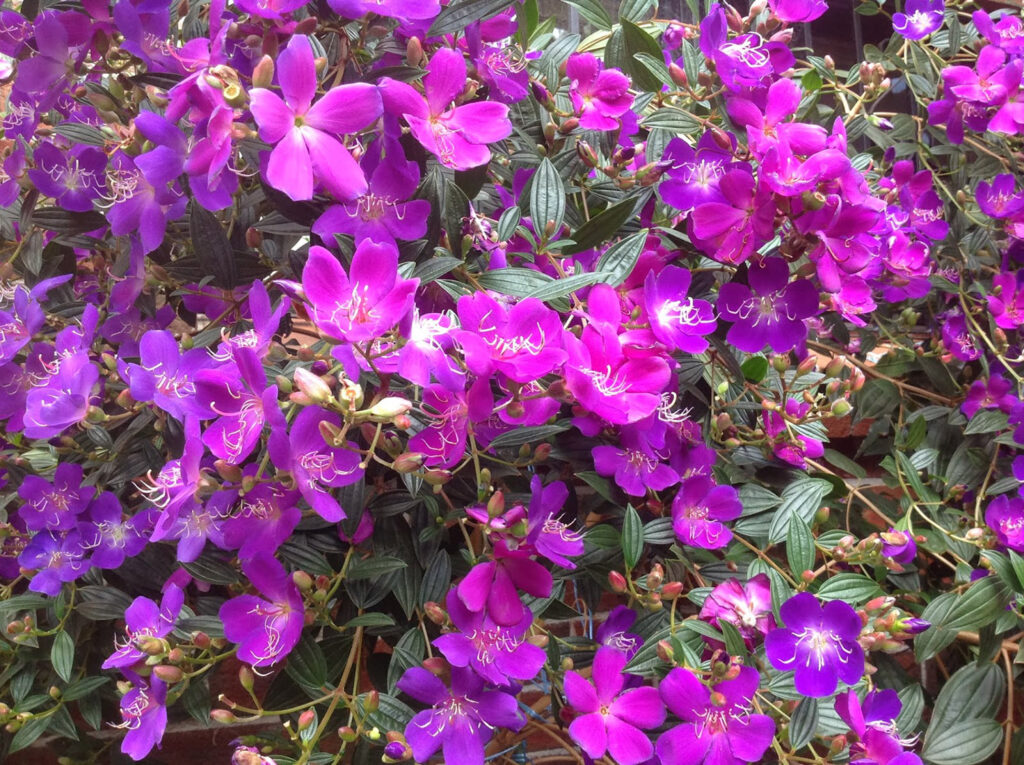 mùa hoa ở măng đen