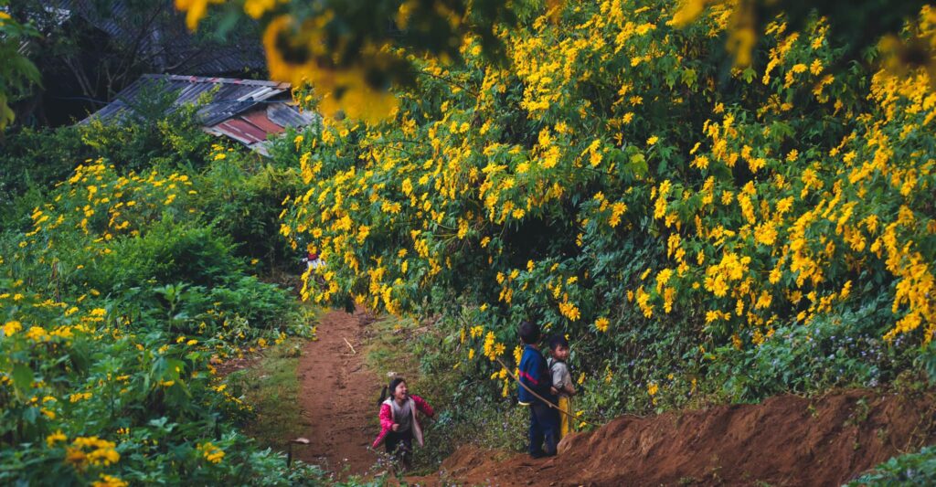 mùa hoa ở măng đen