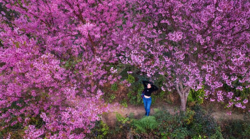 mùa hoa ở măng đen