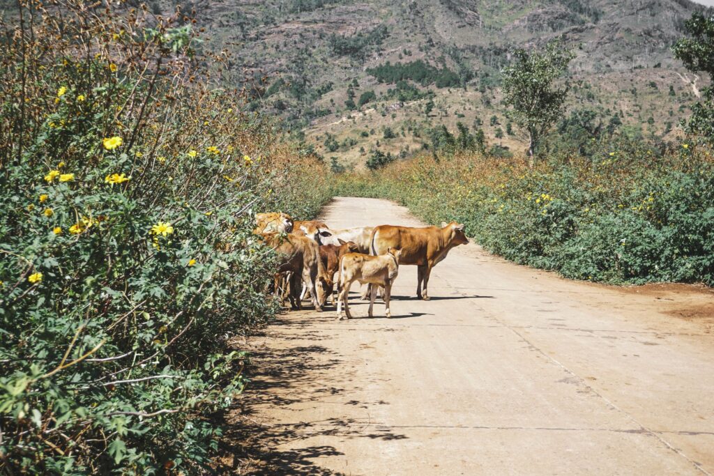 kinh nghiệm du lịch gia lai