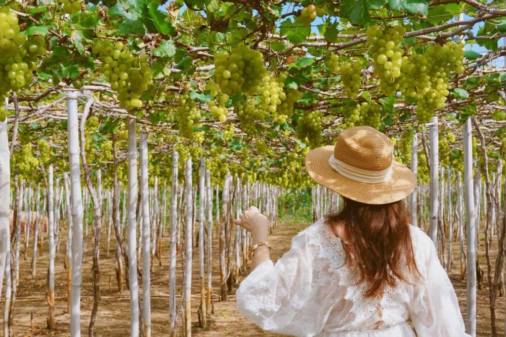 kinh nghiệm du lịch ninh thuận 3 ngày 2 đêm