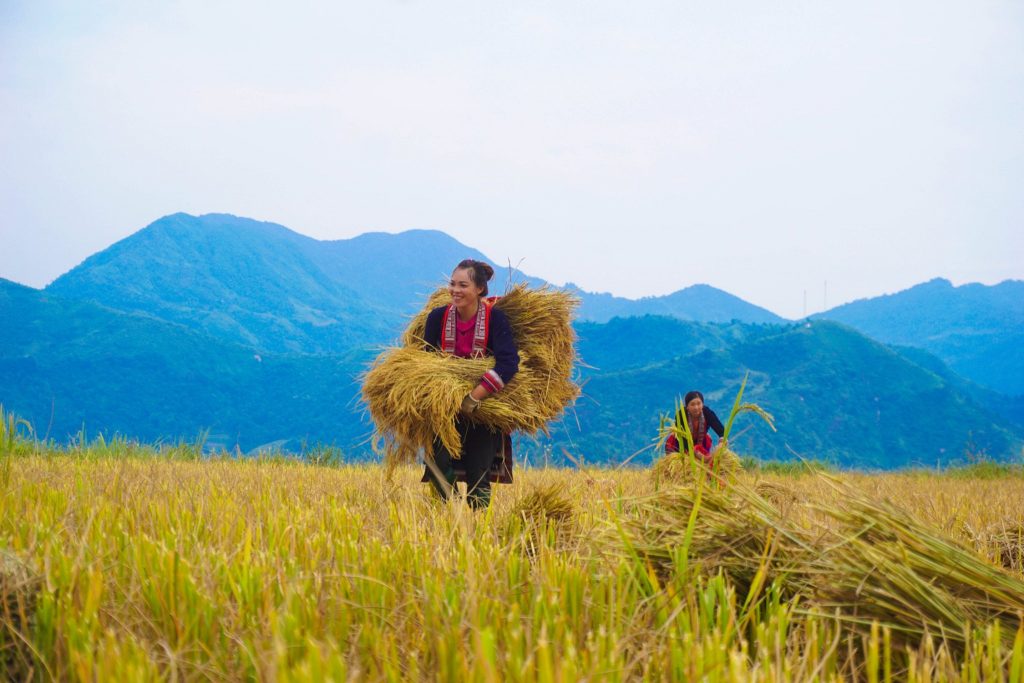 hoang-su-phi-homestay (1)