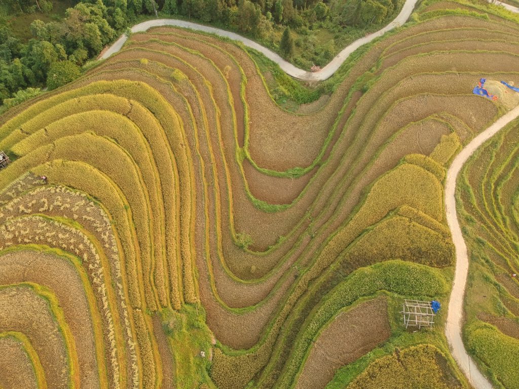 mua-lua-chin-hoang-su-phi (9)