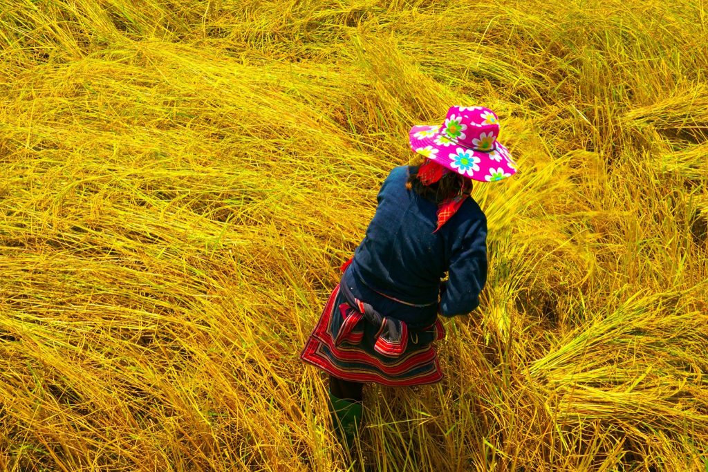 hoang-su-phi-homestay (1)