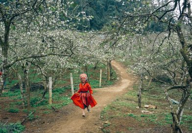Experience seasonal rebirth as spring descends on Moc Chau valley